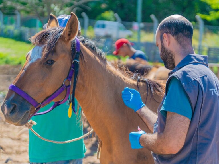 Encefalitis equina: San Fernando colabora en la vacunación de caballos rescatados de la Tracción a Sangre