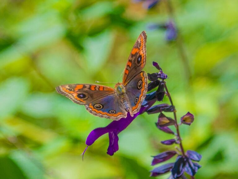 Gran cantidad de mariposas en San Fernando: ¿cuál es el motivo de su sorprendente aparición?
