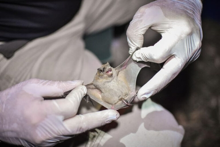 Importante descubrimiento: la Reserva de Ingeniero Maschwitz es un refugio esencial para la reproducción y conservación de murciélagos